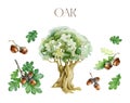 Oak tree, acorns, leaves painted set. Watercolor illustration. Hand drawn oak tree brown nut with green leaf, branch Royalty Free Stock Photo