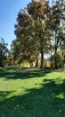 Oak tree against blue sky and green grass.