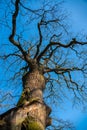 Oak tree against clear blue sky Royalty Free Stock Photo