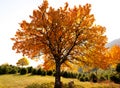 Oak tree in autumn