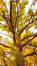 Oak tree in autumn Royalty Free Stock Photo