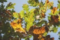 Oak tree autumn leaves Royalty Free Stock Photo