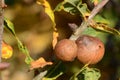 Oak tree in autumn with oak gall