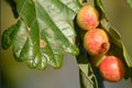 Oak tree in autumn with oak gall