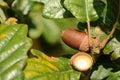 Oak tree in autumn with ripe acorns Royalty Free Stock Photo