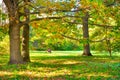 Oak tree with autumn yellow leaves Royalty Free Stock Photo