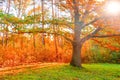 Oak tree with autumn yellow leaves Royalty Free Stock Photo