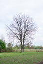Oak tree on the background of the sky with a blurry background Royalty Free Stock Photo