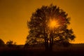 Oak tree backlit in Loenermark Royalty Free Stock Photo