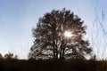 Oak tree backlit in Loenermark Royalty Free Stock Photo
