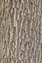 Oak tree bark Royalty Free Stock Photo