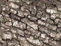 Oak tree bark Royalty Free Stock Photo