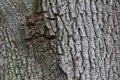 Oak Tree Bark with Age Texture