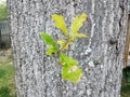 Oak tree bark with branch with small green leaves