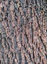 Oak tree bark, brown texture. Natural background. Royalty Free Stock Photo