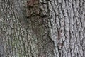 Oak Tree Bark with Burl Close Up Royalty Free Stock Photo