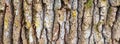 Oak tree bark, close up view. Sample of texture, background in banner format Royalty Free Stock Photo