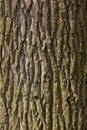 Oak tree bark Royalty Free Stock Photo