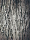 Oak tree bark texture Royalty Free Stock Photo