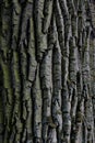 Oak tree bark. Texture or background.Closeup.