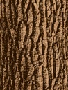 Oak tree bark