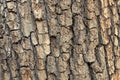 oak tree bark texture Royalty Free Stock Photo