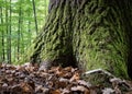 Oak tree base with rough bark covered with moss Royalty Free Stock Photo