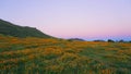 Poppy Flower Field