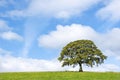Oak Tree Beauty Royalty Free Stock Photo