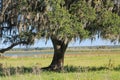 Oak Tree Beauty