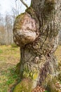 Oak tree with a big burl