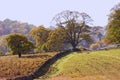 Oak Tree and Bracken Royalty Free Stock Photo