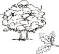 Oak tree and branch with acorn