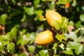 Oak tree branch acorn nut as beautiful autumn season background, California