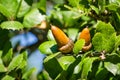 Oak tree branch acorn nut as beautiful autumn season background, California