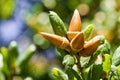 Oak tree branch acorn nut as beautiful autumn season background, California