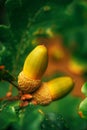 Oak tree branch acorn nut as beautiful autumn season background