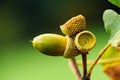 Oak tree branch acorn nut as beautiful autumn season background