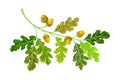 Oak Tree Branch with Green Leaves and Acorns Vector Illustration