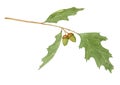 Oak tree branch with green leaves and acorns, watercolor hand drawn botanical illustration isolated on white background. Royalty Free Stock Photo