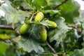 Oak tree branch with green ripening acorns at summer day