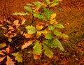 Oak tree branch with green and yellow leafs Royalty Free Stock Photo