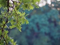 Oak tree branche on a fuzzy green background