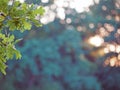 Oak tree branche on green orange bokeh background