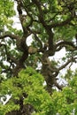 Oak Tree Branches Royalty Free Stock Photo