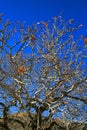 Oak Tree Branches Royalty Free Stock Photo