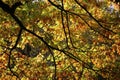 Backlit oak tree branches with autumn leaves Royalty Free Stock Photo