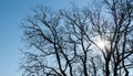 Oak tree branches on a blue sky background Royalty Free Stock Photo