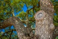 Oak Tree branches on a bright sunny day Royalty Free Stock Photo