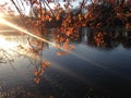 Oak Tree Branches with Colorful Leaves in front of a Lake in the Sun in the Fall. Royalty Free Stock Photo